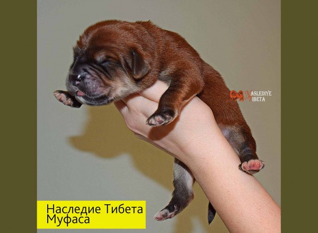 Щенки от пары Ерик х Конфета